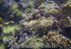 Blending in.  Okinawa Japan by Bradley Mihelich 